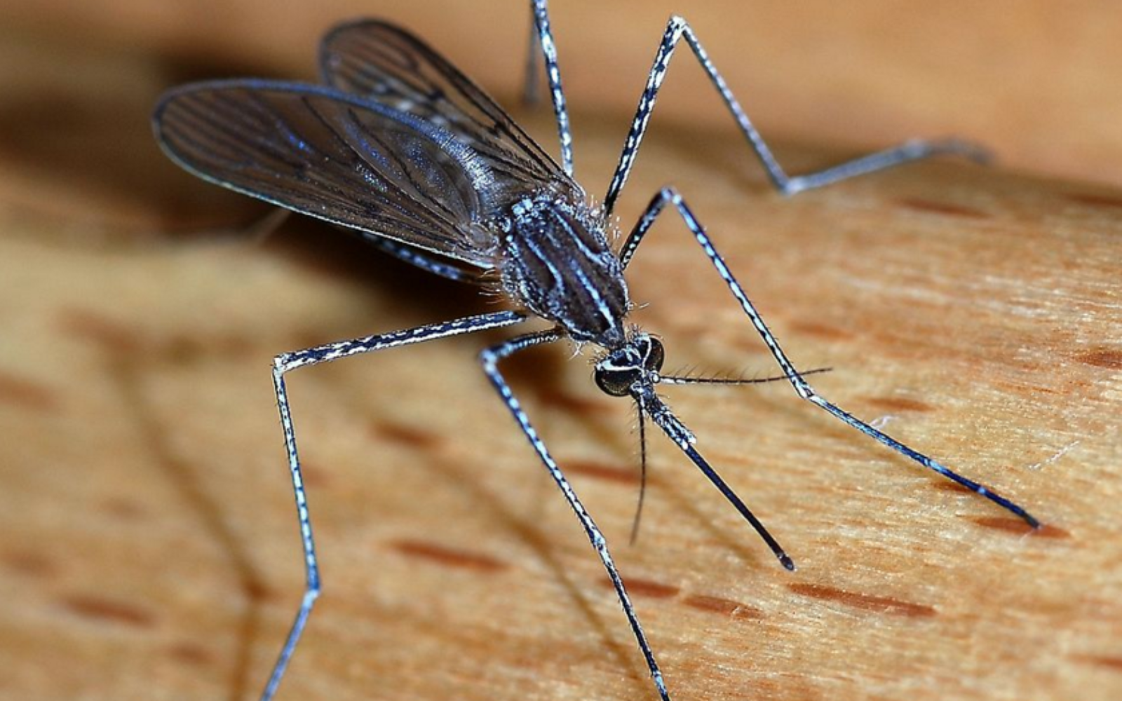 Global MICE venues and organisers assessing Zika threat