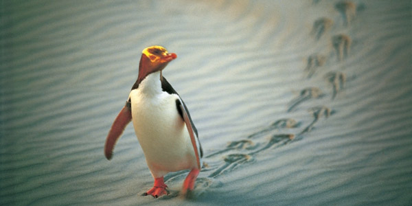 Christchurch wins international animal studies conference