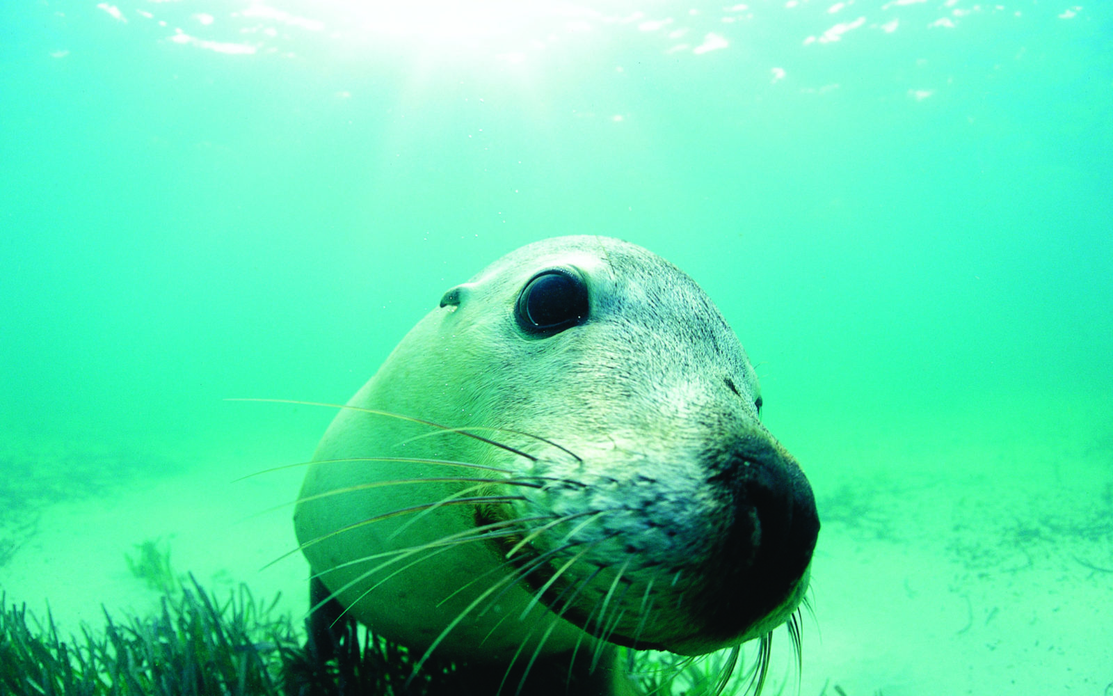 Perth secures world’s largest marine mammal conference