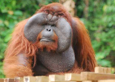 Sarawak to host primatology congress in 2023 and eases venue capacity restrictions