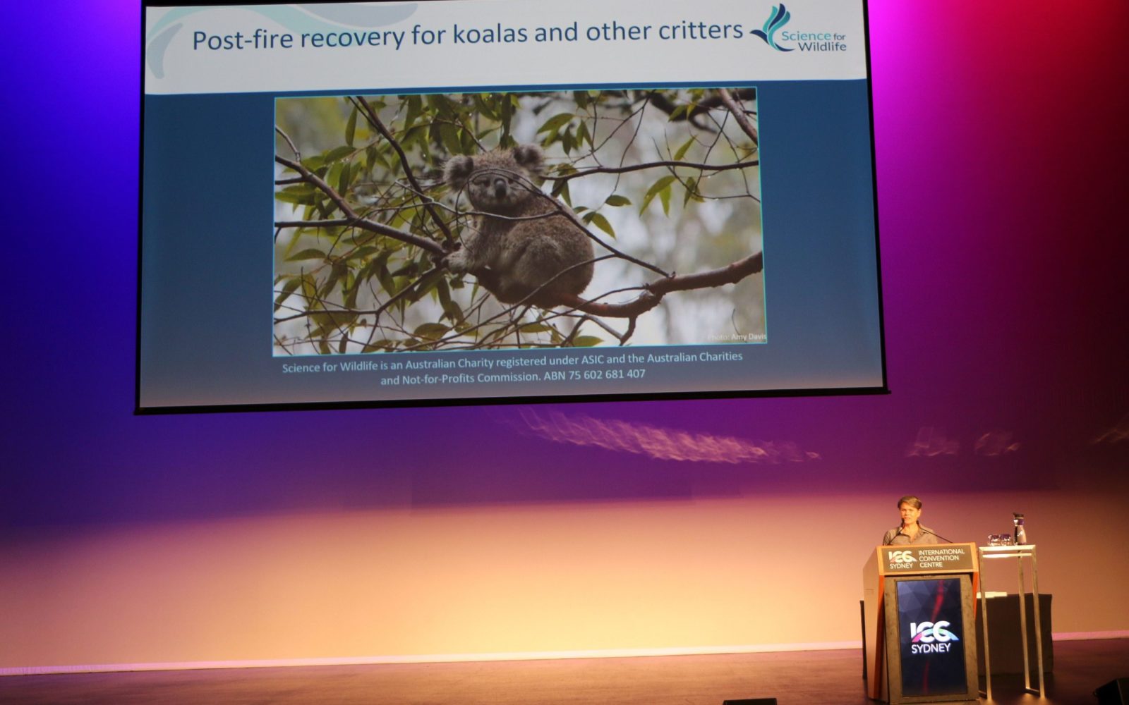ICC Sydney team partners with Science for Wildlife to conserve koalas