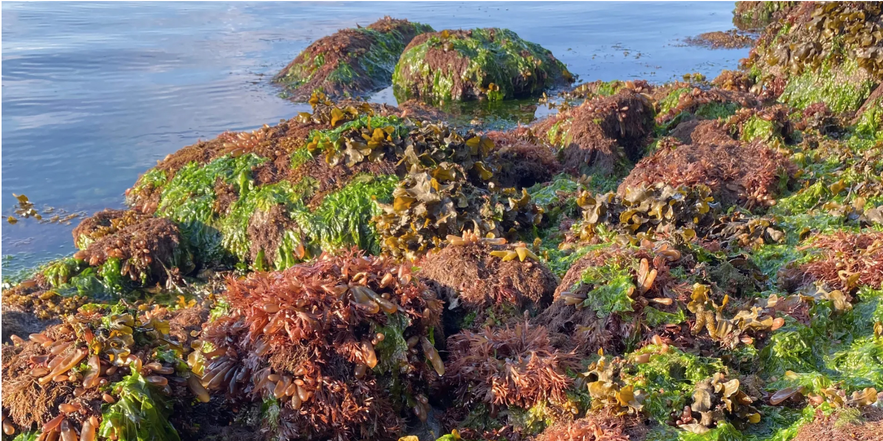 International Seaweed Symposium to wash up in Greater Victoria, Canada in 2025