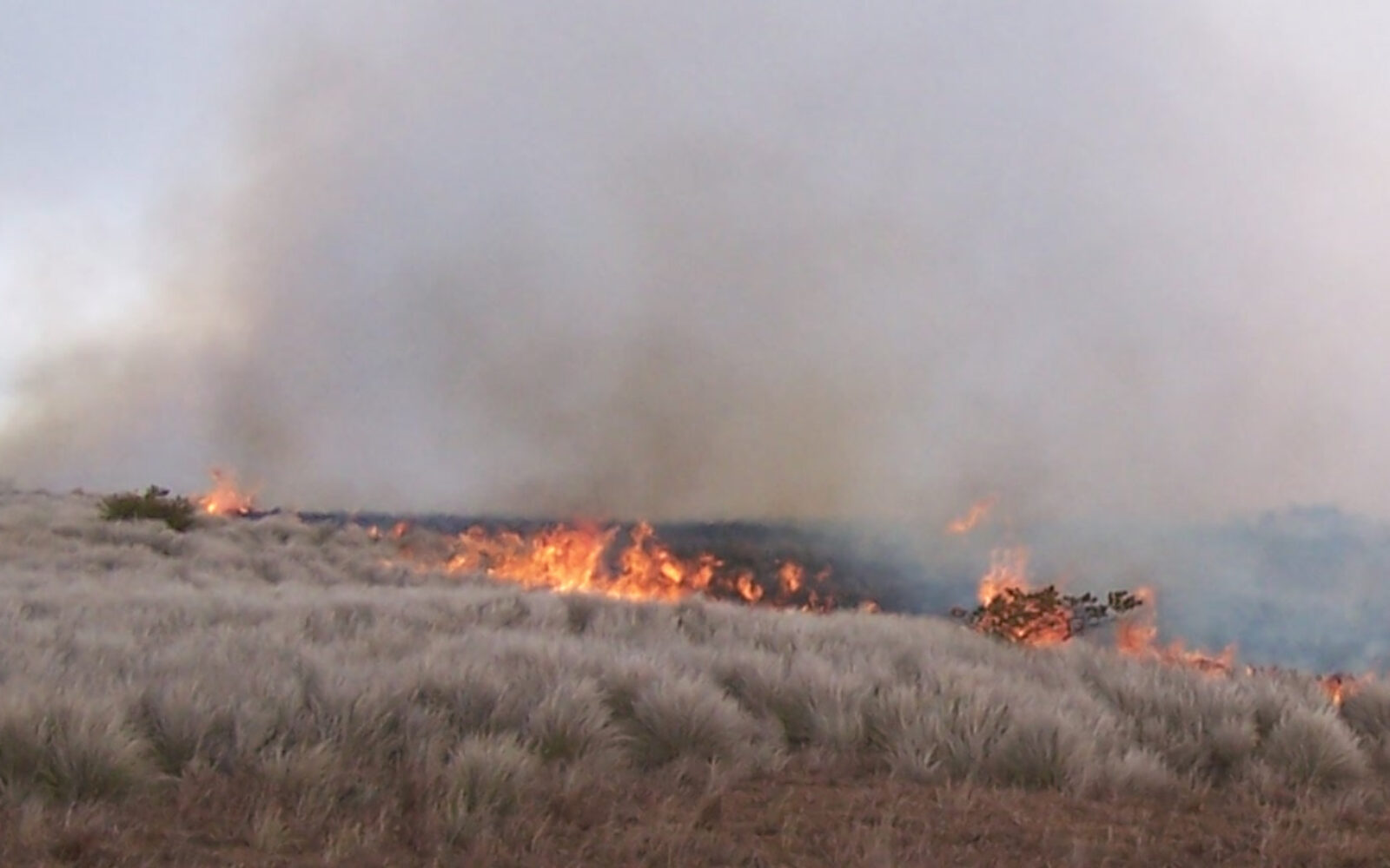 AHLA and HHA unite to help hotel employees and guests impacted by Hawaii wildfires