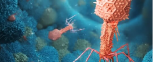 A microscopic image of a phage