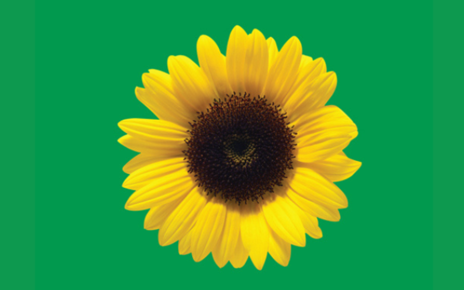 ICC Sydney’s inclusive event services blossom with ‘Sunflower’ programme partnership