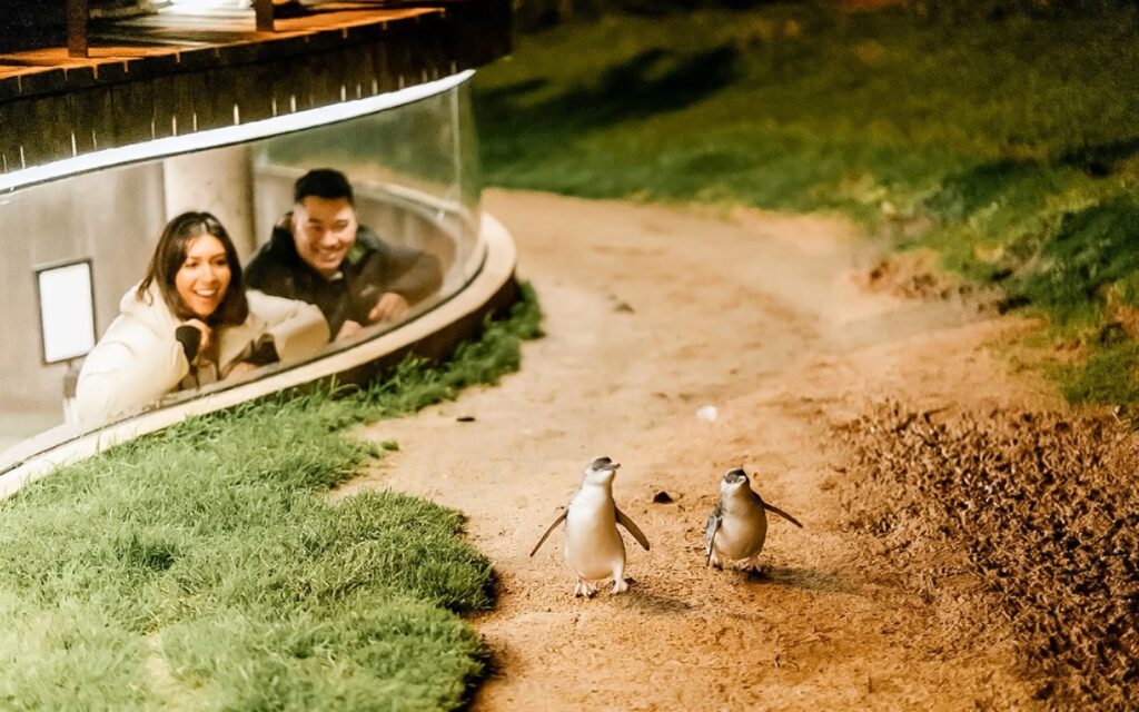 Penguins on Philip Island