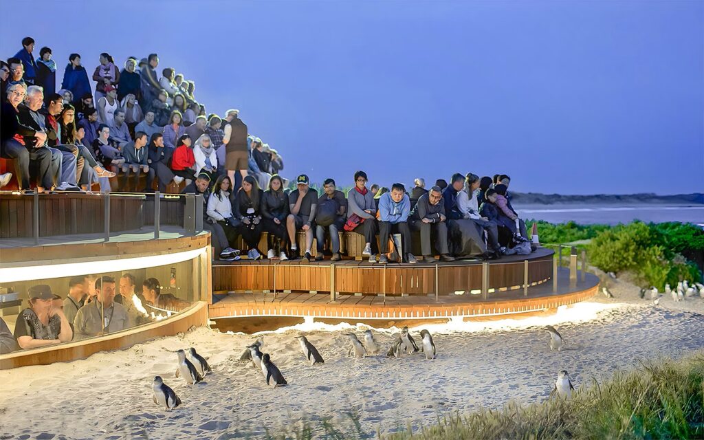 Visitors watch penguins returning to their burrows on Philip Island