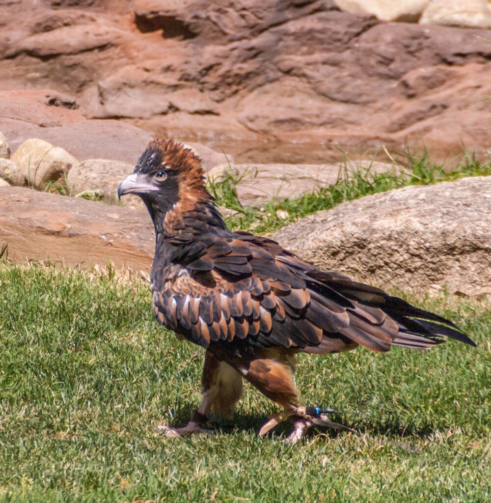 Wedge-tailed eagle at Healesville Sanctuary