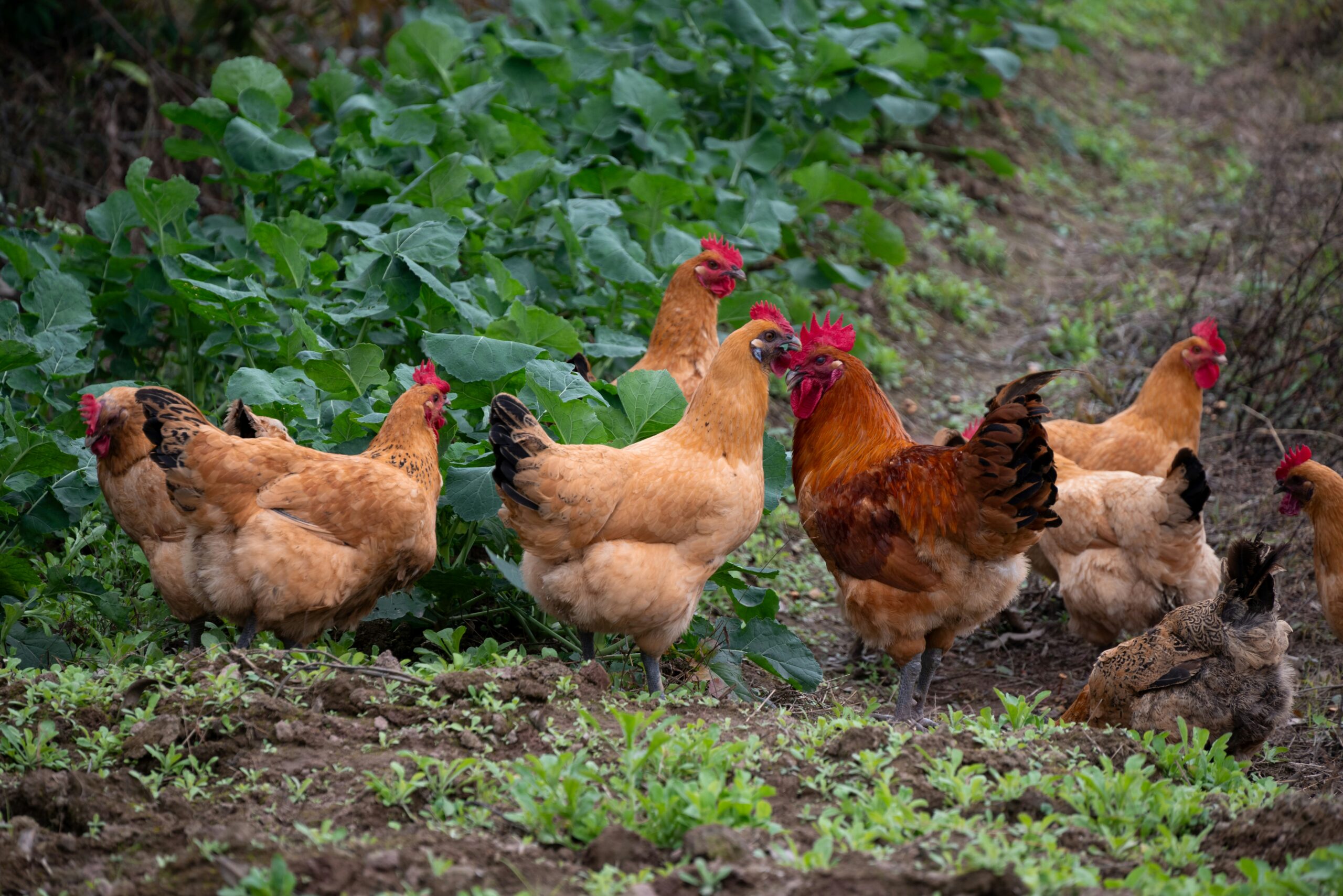Malaysia to host World Veterinary Poultry Association Congress for first time