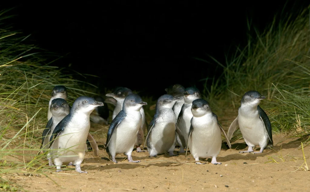 Phillip Island Nature Parks