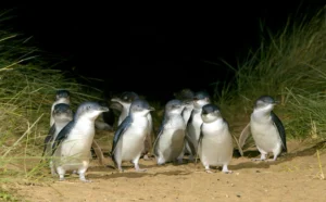 Phillip Island Nature Parks