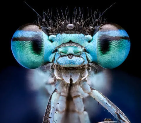 International Congress of Entomology comes to Liverpool in 2033